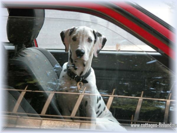 Правила ввоза животных на территорию Финляндии